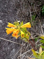 Alstroemeriaceae
