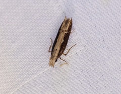 Hypatima spathota