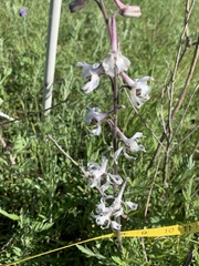 Delphinium carolinianum virescens