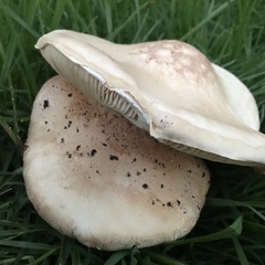 Saproamanita manicata