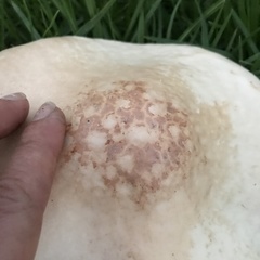 Saproamanita manicata