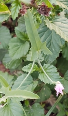 Convolvulus equitans equitans