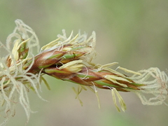 Carex