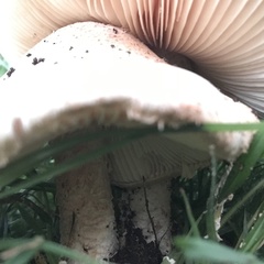 Saproamanita manicata