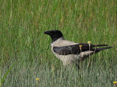 Corvus cornix