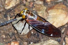 Balinta tenebricosa