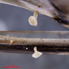 Psilachnum inquilinum