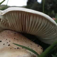 Saproamanita manicata