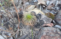 Bulbostylis paradoxa