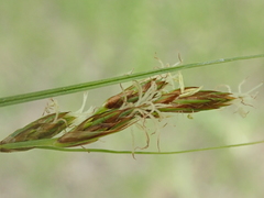 Carex