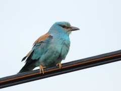 Coracias garrulus