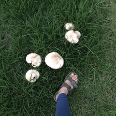 Saproamanita manicata