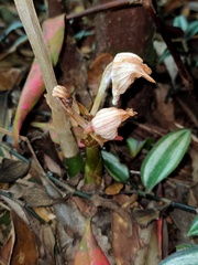 Acanthophippium striatum