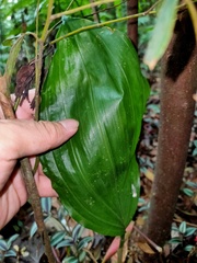 Acanthophippium striatum