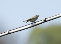 Phylloscopus bonelli