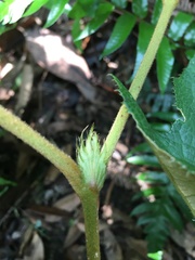 Rubus reflexus hui