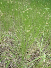 Carex