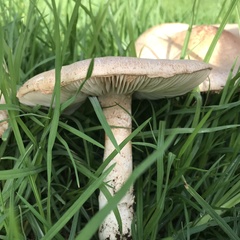 Saproamanita manicata