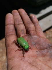 Chrysina orizabae
