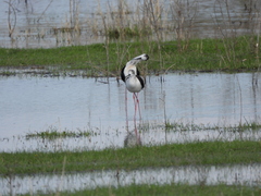 Himantopus himantopus
