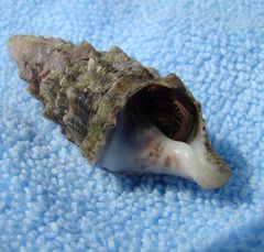 Cerithium