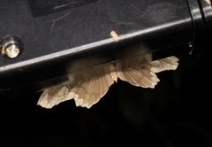 Pareumelea eugeniata