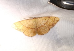 Pylargosceles steganioides