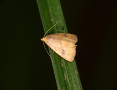 Rivula inconspicua