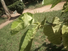 Magnoliopsida