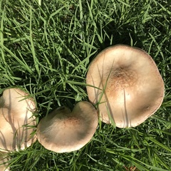 Saproamanita manicata