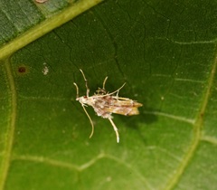 Ashibusa