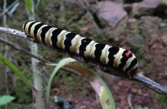 Diaphone mossambicensis