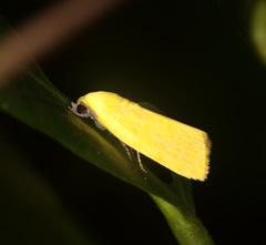 Earias luteolaria