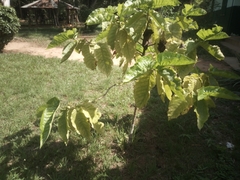 Magnoliopsida