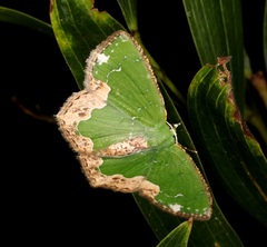 Eucyclodes albisparsa