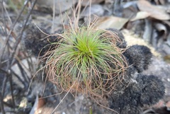 Bulbostylis paradoxa