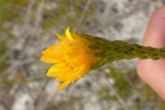 Lachnaea aurea