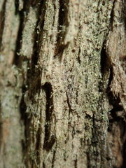 Chaenotheca brachypoda