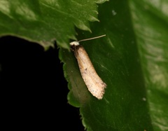 Monopis impressella