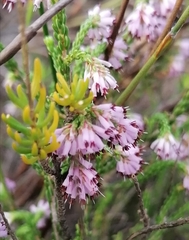 Erica labialis