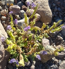 Phacelia scariosa