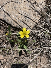 Ranunculus glaberrimus ellipticus