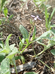 Chorispora tenella