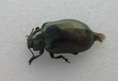 Chrysomela lapponica