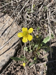 Ranunculus glaberrimus ellipticus