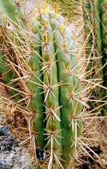 Trichocereus cuzcoensis