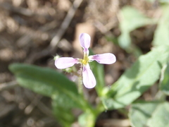 Chorispora tenella