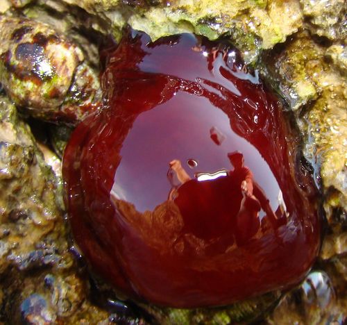 Sredozemna crvena moruzgva (Actinia mediterranea)