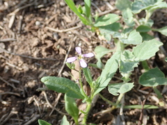 Chorispora tenella