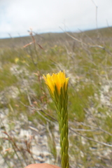 Lachnaea aurea